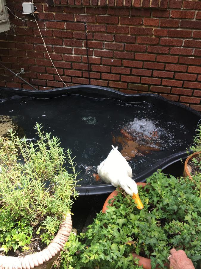 Inman Park Bed And Breakfast אטלנטה מראה חיצוני תמונה